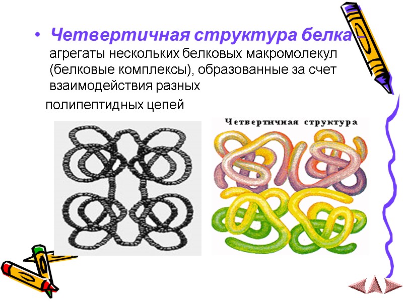 Четвертичная структура белка – агрегаты нескольких белковых макромолекул  (белковые комплексы), образованные за счет